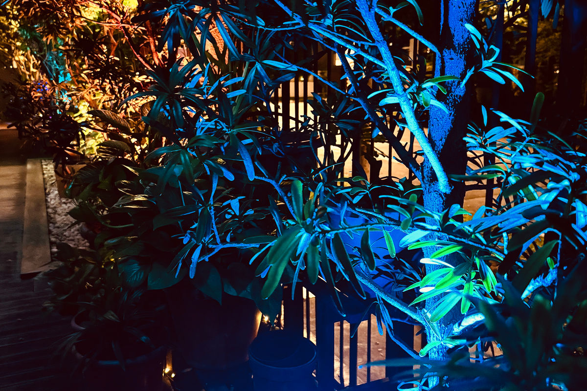 Blue-lit tropical foliage at night: smart garden lighting effect